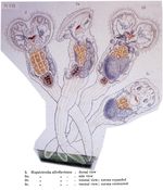 Megalotrocha alboflavicans