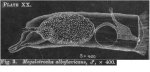 Megalotrocha alboflavicans