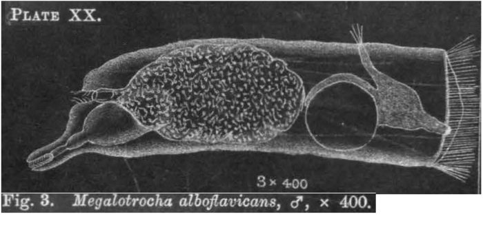 Megalotrocha alboflavicans Megalotrocha alboflavicans