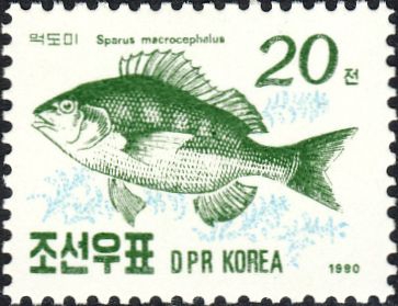 Sparus macrocephalus Sparus macrocephalus