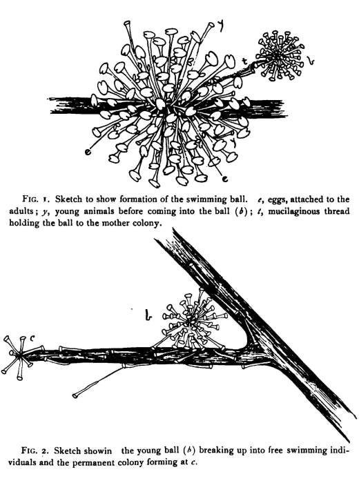 Megalotrocha alboflavicans Megalotrocha alboflavicans