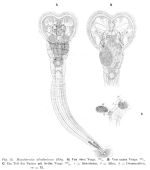 Megalotrocha alboflavicans