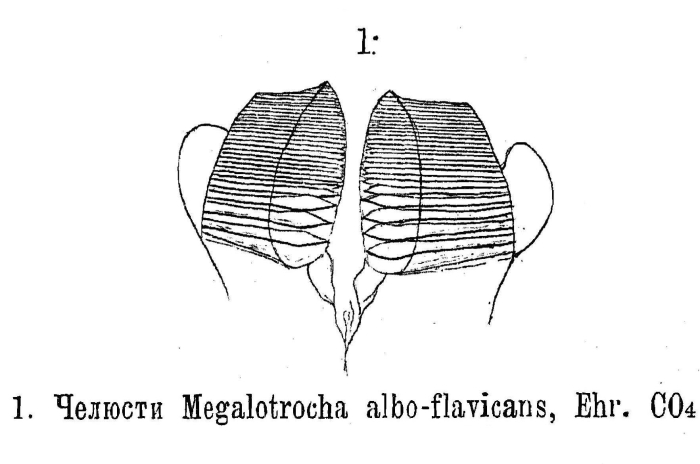 Megalotrocha alboflavicans Megalotrocha alboflavicans