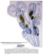 Megalotrocha alboflavicans