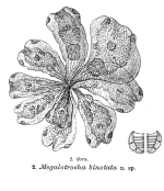 Megalotrocha binotata - Original description image