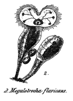 Megalotrocha flavicans