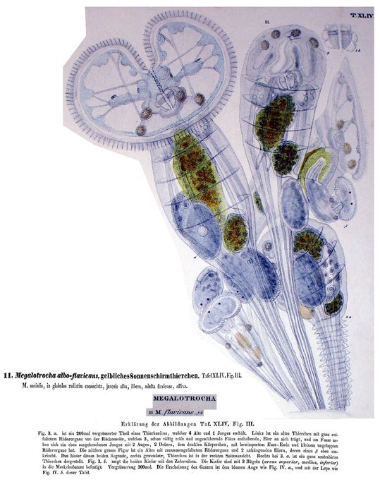 Megalotrocha flavicans - Original description image