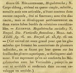 Megalotrocha socialis - Original description image