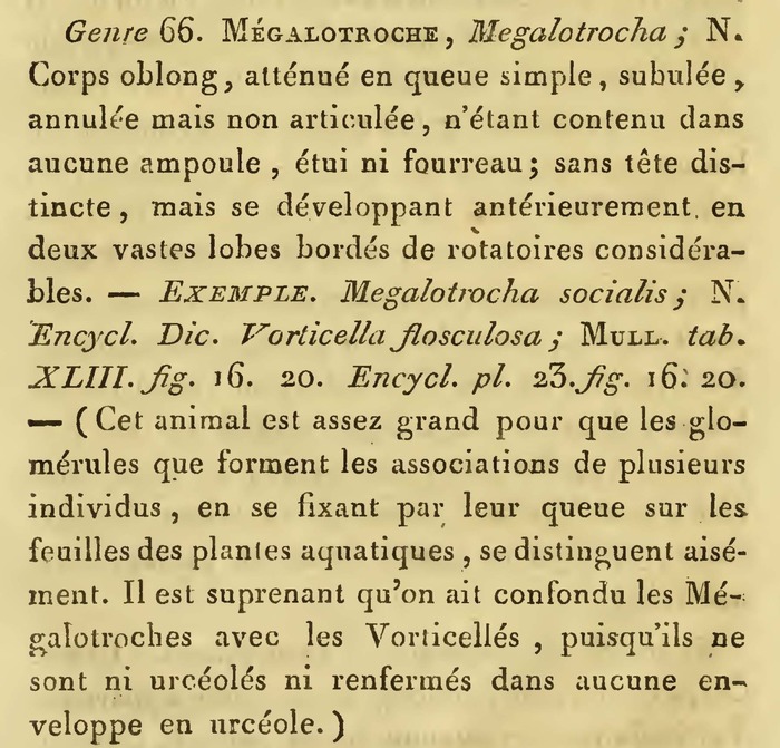 Megalotrocha socialis - Original description image