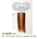 Melicerta biloba