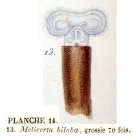 Melicerta biloba