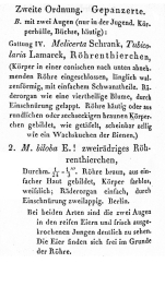 Melicerta biloba - Original description image