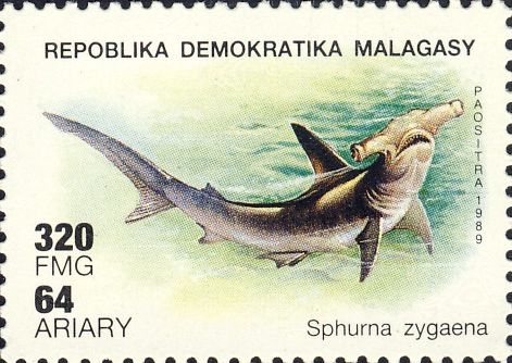 Sphyrna zygaena Sphyrna zygaena