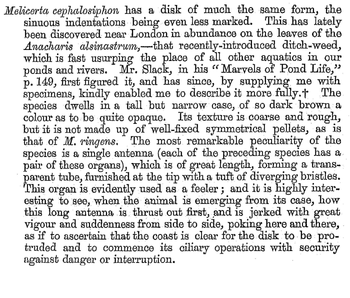 Melicerta cephalosiphon - Original description image