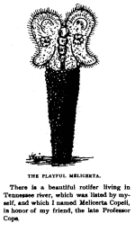 Melicerta copeii - Original description image