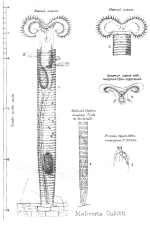 Melicerta cubitti - Original description image