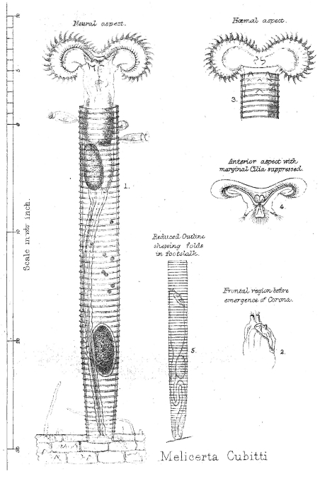 Melicerta cubitti - Original description image