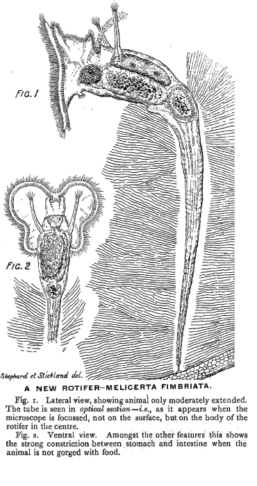 Melicerta fimbriata - Original description image