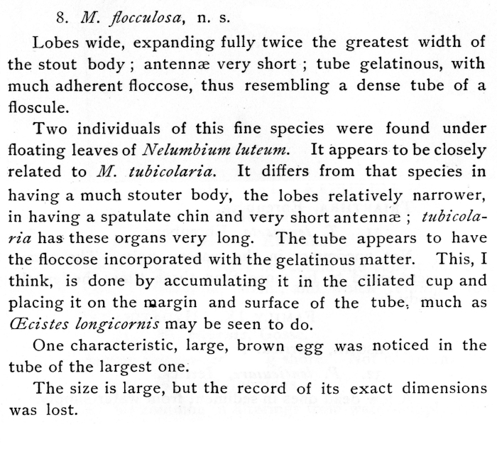 Melicerta flocculosa - Original description image