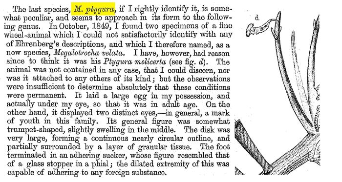 Melicerta ptygura - Original description image
