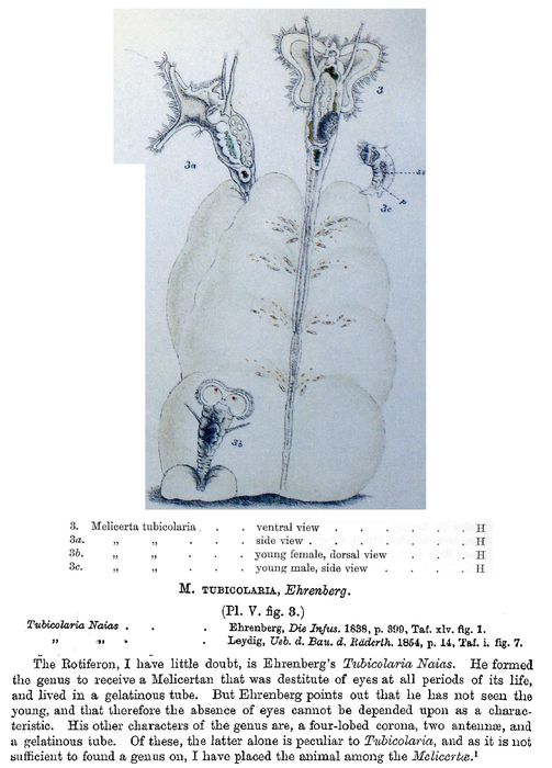 Melicerta tubicolaria - Original description image
