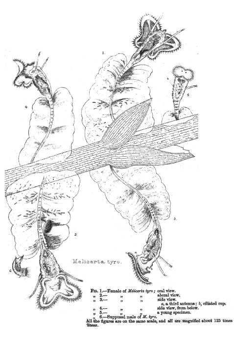 Melicerta tyro - Original description image