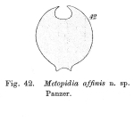 Metopidia affinis - Original description image