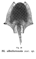Metopidia albuferensis