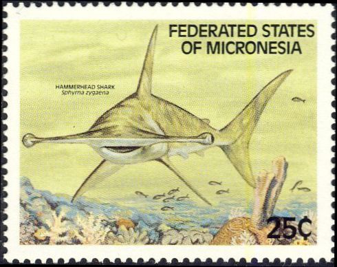 Sphyrna zygaena Sphyrna zygaena