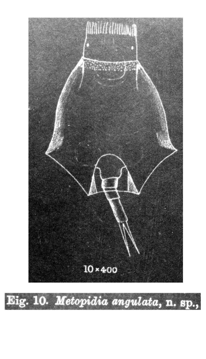Metopidia angulata - Original description image