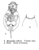 Metopidia collaris