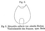 Metopidia collaris var. similis