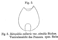 Metopidia collaris var. similis