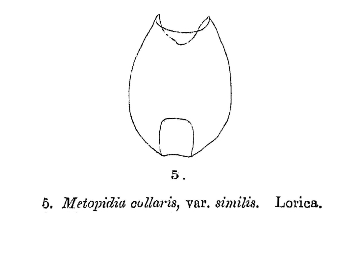 Metopidia collaris var. similis - Original description image
