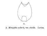 Metopidia collaris var. similis