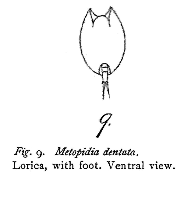 Metopidia dentata - Original description image