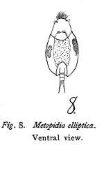 Metopidia elliptica