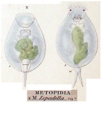 Metopidia lepadella
