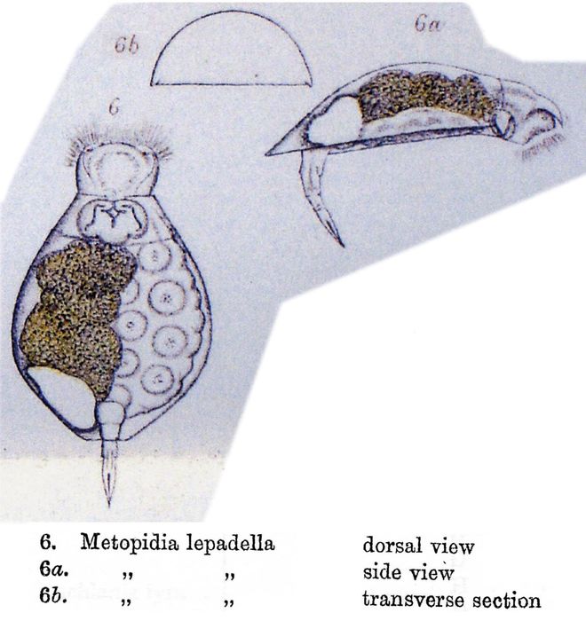 Metopidia lepadella Metopidia lepadella