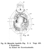 Metopidia lepadella