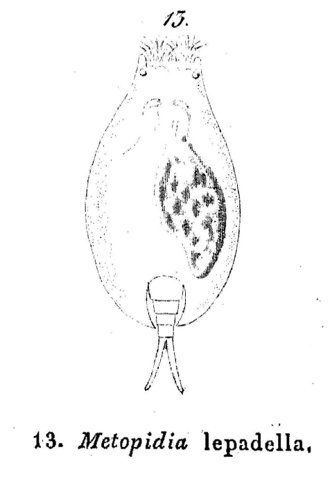 Metopidia lepadella Metopidia lepadella