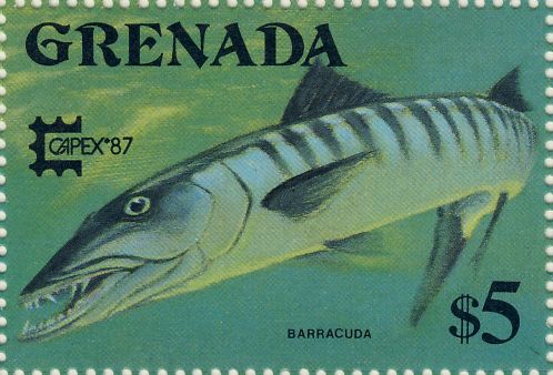 Sphyraena barracuda Sphyraena barracuda