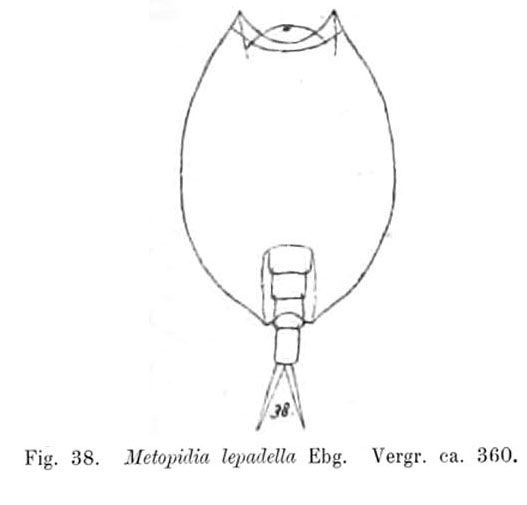 Metopidia lepadella Metopidia lepadella