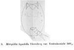 Metopidia lepadella