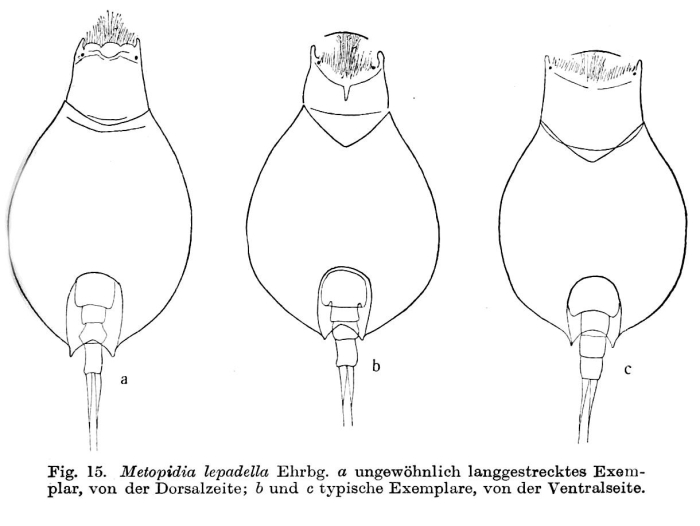 Metopidia lepadella Metopidia lepadella