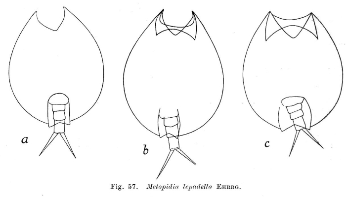 Metopidia lepadella Metopidia lepadella