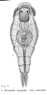 Metopidia lepadella