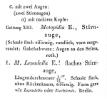 Metopidia lepadella