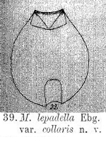 Metopidia lepadella var. collaris - Original description image