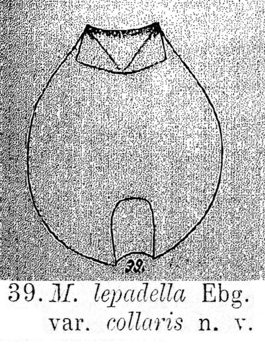 Metopidia lepadella var. collaris - Original description image